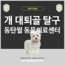 24시동탄윌동물의료센터 | 24시 동탄 윌 동물의료센터 - 대퇴골 탈구 - 채효준 수의사