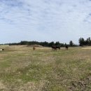 새물목장 이미지