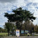 제일리싸이클링 | [블챌/공연일기]2025 자라섬재즈페스티벌 1일차 후기(준비물/주차/공연)