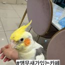 퇴계농공로 | [춘천 당일치기 여행] 브런치메뉴 아메리카노무료 혜택과 앵무새 카페