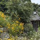 [고은당] 내돈내산! 청주 한옥카페 고은당, 풍경 소리 들으며 힐링하고 온 후기🎐🌿