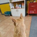 한사랑동물의료센타 동물병원 이미지