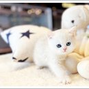 광주강아지분양 고양이분양 24시 데려가개본점 이미지