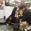 개꿈호텔 이미지