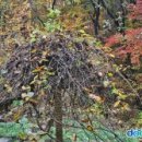 창덕궁 다래나무[ Bower Actinidia of Changdeokgung Palace , 昌德宮 다래나무 ]서울특별시 종로구 와룡동 이미지