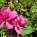 무궁화농원 이미지