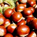 밤나무축산 이미지