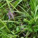 좀비비추Hosta minor (Baker)Nakai [비짜루과 비비추속] 이미지