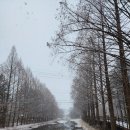 직동교 | 광릉 숲 생물권 보전 구역 데크 길 四季(봄)후기(2025. 03. 04.)