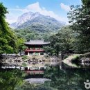 봄꽃힐링투어 이미지