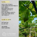 뉴트라이즈 이미지