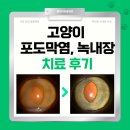 클리어동물병원 | 고양이가 눈이 뿌옇고 잘 못 떠요 - 고양이 녹내장, 포도막염 치료 후기, 수원 안과 동물병원