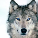 드루와드루와 이미지