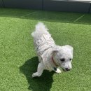 놀러오개 강아지 픽드랍 이미지