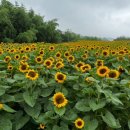 해바라기집밥 이미지