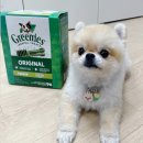 강아지 입냄새 안나게 하는 비결, 그리니스 티니 내돈내산 후기