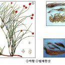 마황 효능 이미지