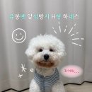 유봉 | 유봉펫 H형 버클 하네스 솔직 후기｜강아지 하네스 찾는다면 이거 💙🐕