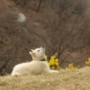 봉순이 - 양양군 | 봉순이