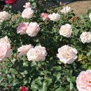 오일시장(축협하나로마트) 이미지