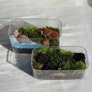 반려식물 테라리움 만들기 | 천안 실내 데이트 : 반려 식물 테라리움 만들기 체험