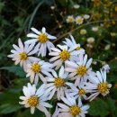 강촌관광농원 이미지