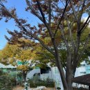 고지대 그린 테마공원 네이버블로그