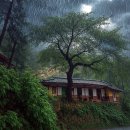 경주 삼릉 소나무숲 우중 출사 풍경 소개 합니다 이미지