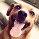 대한켄넬 이미지