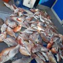 고흥-2호 이미지