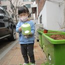 열매 서초형 공유어린이집 식목일 행사 - 홍콩야자 심기 이미지