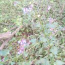 지방도909호선 이미지