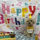 놀러오개(도화점) 이미지