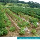 철수농장 이미지