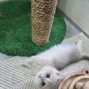 골든캣 골드브숏 골드먼치킨 평택전문점 이미지