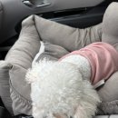 세븐일레븐 행담도휴게소(상)점 | 2025 하반기 펫니스 태안 후기(상) / 마로와 두 번째 여행 / 애견동반 여행