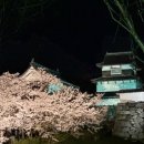 후쿠오카 벚꽃축제 명소, 마이즈루 공원ㅣ실망한 솔직 후기 야간개장 라이트업