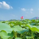 동읍159 | 창원 북면투어 ‘숲속아띠카페+달천계곡+주남저수지 연꽃단지’