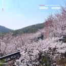 그린25원앙점 | 화담숲 벚꽃 개화시기 입장권 모노레일 예약 팁