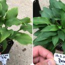 일월우체국 이미지