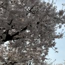 [ 서울 벚꽃 명소 추천 ] 여의도한강공원 | 2024 여의도한강공원 벚꽃 개화 현황 및 볼거리 정보