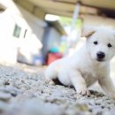 오케이사슴목장 이미지