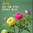 행복한아침