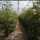 죽장면 참느리 이미지