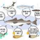 명태가 티스토리