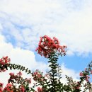 배롱나무와 장미 이미지