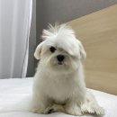 피니슈 | 바디 네이처 왁스 스트립💜: 셀프 페이스 왁싱(깐 달걀🥚만들기!)
