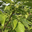 장미태양광발전소 이미지