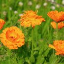 메리골드 이미지