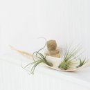 풀꽃향기 이미지